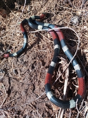 Micrurus pyrrhocryptus