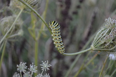 Papilio polyxenes asterius
