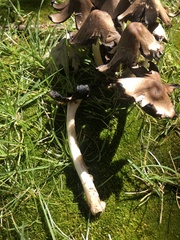 Coprinopsis atramentaria