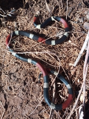 Micrurus pyrrhocryptus