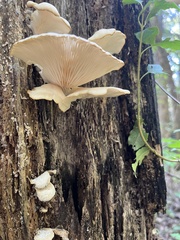 Pleurocybella porrigens