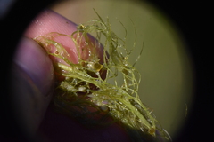Utricularia macrorhiza