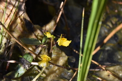 Utricularia macrorhiza