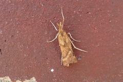 Synaphe punctalis