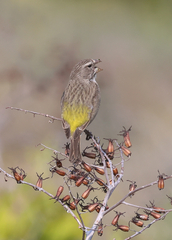 Crithagra albogularis