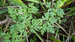 Geranium robertianum
