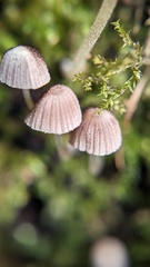 Coprinellus disseminatus