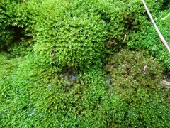 Bryoerythrophyllum recurvirostrum