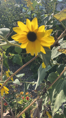 Helianthus