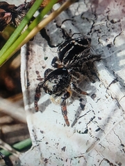 Pellenes tripunctatus