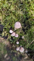 Coprinellus disseminatus