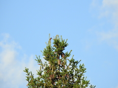 Carpodacus erythrinus