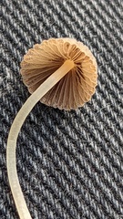 Coprinellus disseminatus