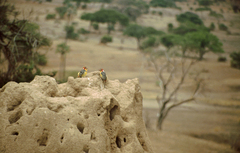 Trachyphonus erythrocephalus