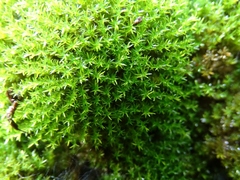 Bryoerythrophyllum recurvirostrum