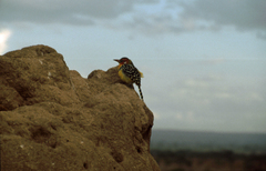 Trachyphonus erythrocephalus