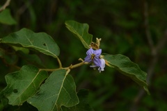 Solanum hispidum