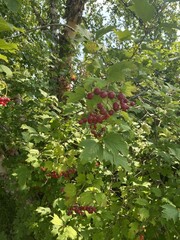 Viburnum opulus opulus