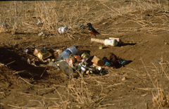 Lamprotornis superbus