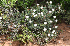 Lampranthus stayneri