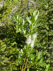 Salix sitchensis