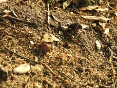 Camponotus cruentatus