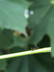 Prenolepis imparis