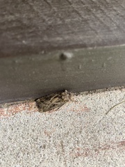 Agrotis gladiaria