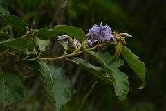 Solanum hispidum