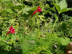Ipomoea quamoclit