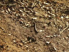 Camponotus cruentatus