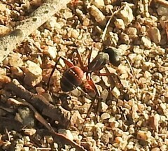 Camponotus cruentatus