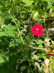 Ipomoea quamoclit