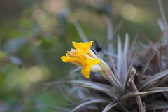 Tillandsia ixioides