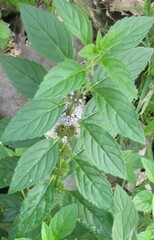 Mentha arvensis