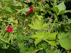 Ipomoea quamoclit