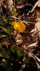 Ranunculoideae