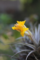 Tillandsia ixioides