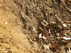 Quercus rotundifolia