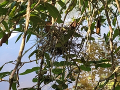 Tillandsia recurvata