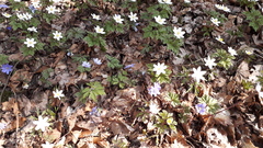 Anemonoides nemorosa