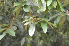 Styrax argenteus