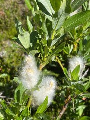 Salix sitchensis