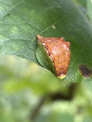 Prolimacodes badia