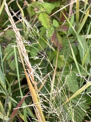 Agrostis gigantea