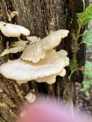 Pleurocybella porrigens