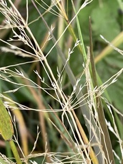 Agrostis gigantea
