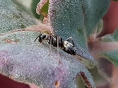 Formica fusca