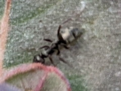 Formica fusca