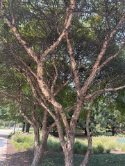 Crataegus crus-galli